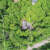 Birchwood Lot Outline 3