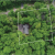 Birchwood Lot Outline 4