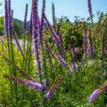 Wildflower Neighborhood MLS-24
